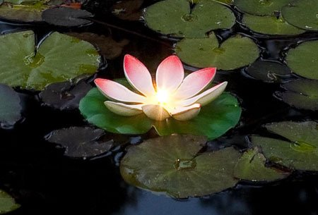 lampe solaire nenuphar