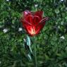 Photo Rose Solaire Fleur sur Tige 